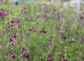 Šalvěj Greggova 'Amethyst Lips' - Salvia greggii 'Amethyst Lips'