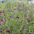 Salvia greggii 'Amethyst Lips'_2.JPG