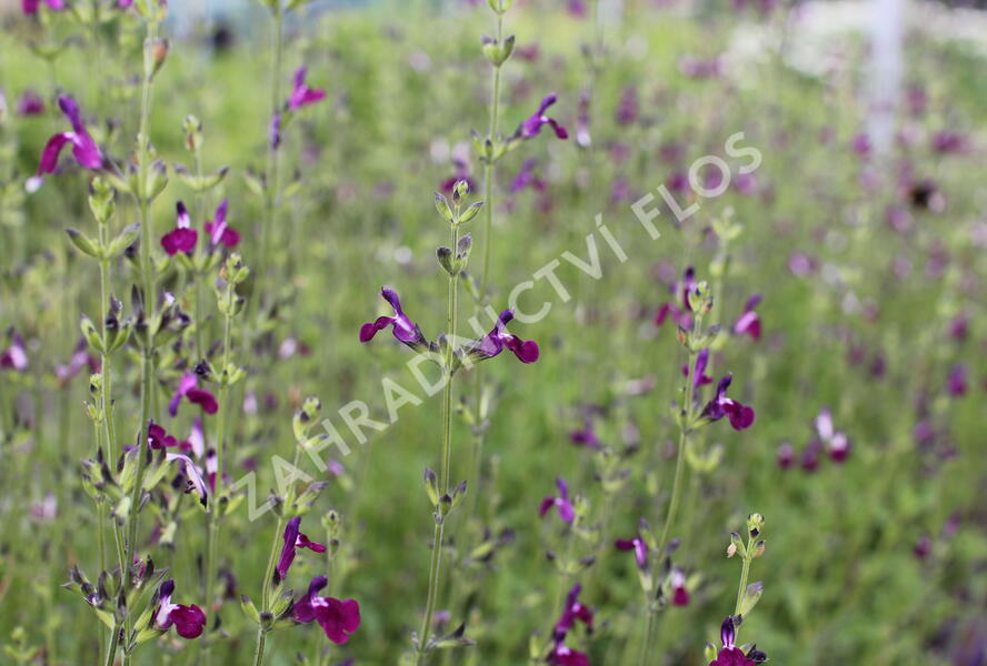 Šalvěj Greggova 'Amethyst Lips' - Salvia greggii 'Amethyst Lips'