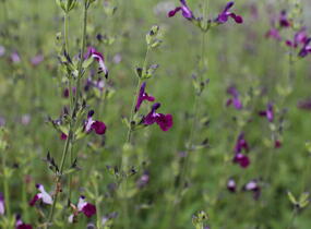 Šalvěj Greggova 'Amethyst Lips' - Salvia greggii 'Amethyst Lips'