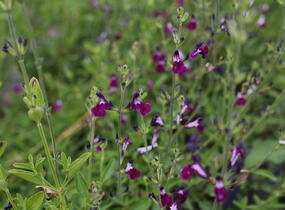 Šalvěj Greggova 'Amethyst Lips' - Salvia greggii 'Amethyst Lips'