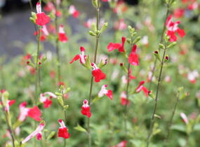 Šalvěj Greggova 'Hot Lips' - Salvia greggii 'Hot Lips'