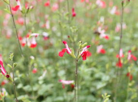 Šalvěj Greggova 'Hot Lips' - Salvia greggii 'Hot Lips'