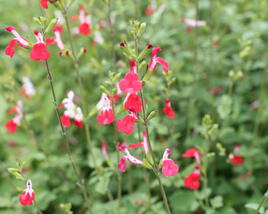 Šalvěj Greggova 'Hot Lips'