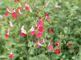 Šalvěj Greggova 'Hot Lips' - Salvia greggii 'Hot Lips'