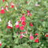 Salvia greggii 'Hot Lips'.JPG