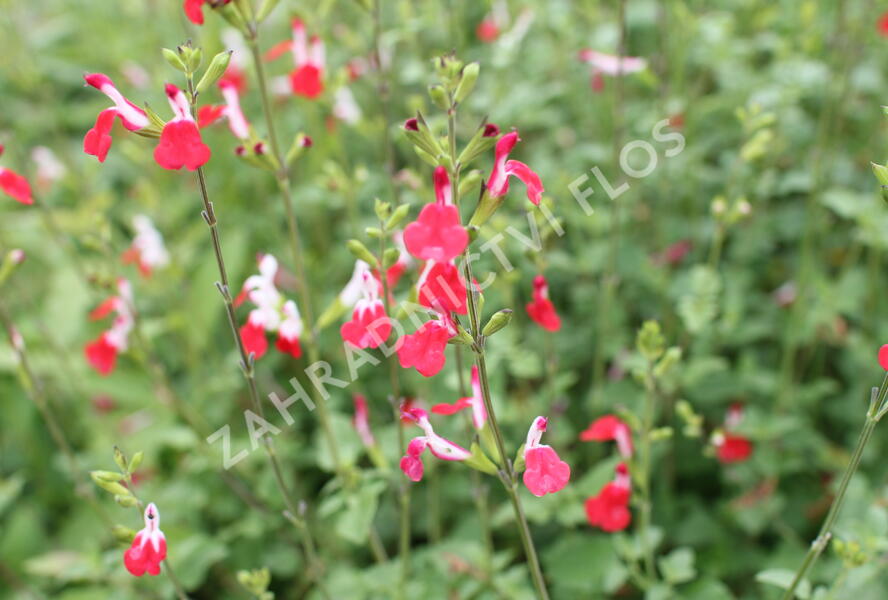 Šalvěj Greggova 'Hot Lips' - Salvia greggii 'Hot Lips'