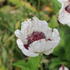 Papaver orientale 'Checkers'.JPG