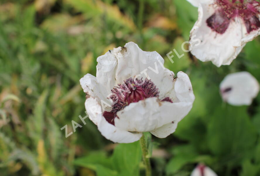 Mák východní 'Checkers' - Papaver orientale 'Checkers'