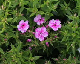 Plamenka latnatá 'Early Pink Pinwheel'