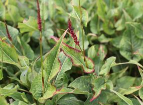 Rdesno objímavé 'Finy Tiny' - Bistorta amplexicaulis 'Finy Tiny'