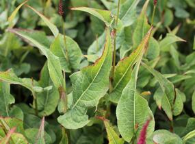 Rdesno objímavé 'Finy Tiny' - Bistorta amplexicaulis 'Finy Tiny'
