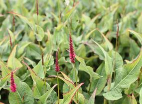 Rdesno objímavé 'Finy Tiny' - Bistorta amplexicaulis 'Finy Tiny'