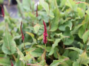 Rdesno objímavé 'Finy Tiny' - Bistorta amplexicaulis 'Finy Tiny'