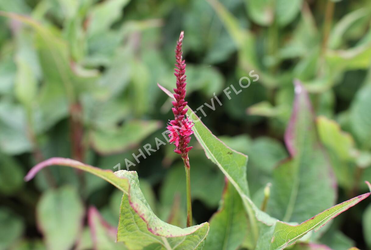 Rdesno objímavé 'Finy Tiny' - Bistorta amplexicaulis 'Finy Tiny'