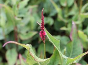 Rdesno objímavé 'Finy Tiny' - Bistorta amplexicaulis 'Finy Tiny'