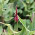 Bistorta amplexicaulis 'Finy Tiny'.JPG