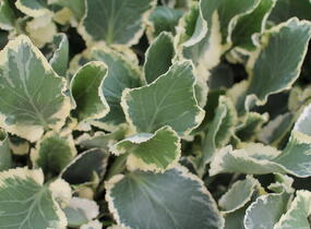 Máčka plocholistá 'Jade Frost' - Eryngium planum 'Jade Frost'
