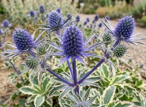 Máčka plocholistá 'Jade Frost' - Eryngium planum 'Jade Frost'
