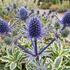 Eryngium planum 'Jade Frost'.jpg