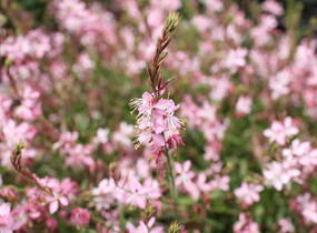 Svíčkovec 'Geyser Pink' - Gaura lindheimeri 'Geyser Pink'