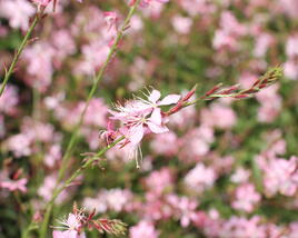 Svíčkovec 'Geyser Pink'