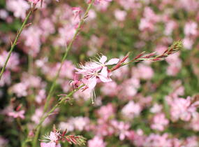 Svíčkovec 'Geyser Pink' - Gaura lindheimeri 'Geyser Pink'