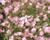 Svíčkovec 'Geyser Pink'