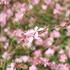 Gaura lindheimeri 'Geyser Pink'.JPG
