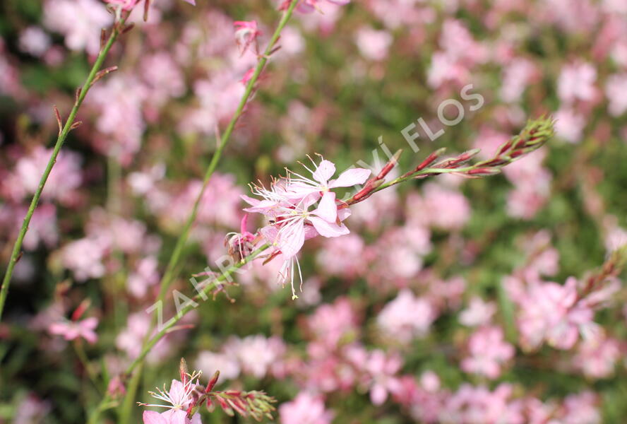 Svíčkovec 'Geyser Pink' - Gaura lindheimeri 'Geyser Pink'