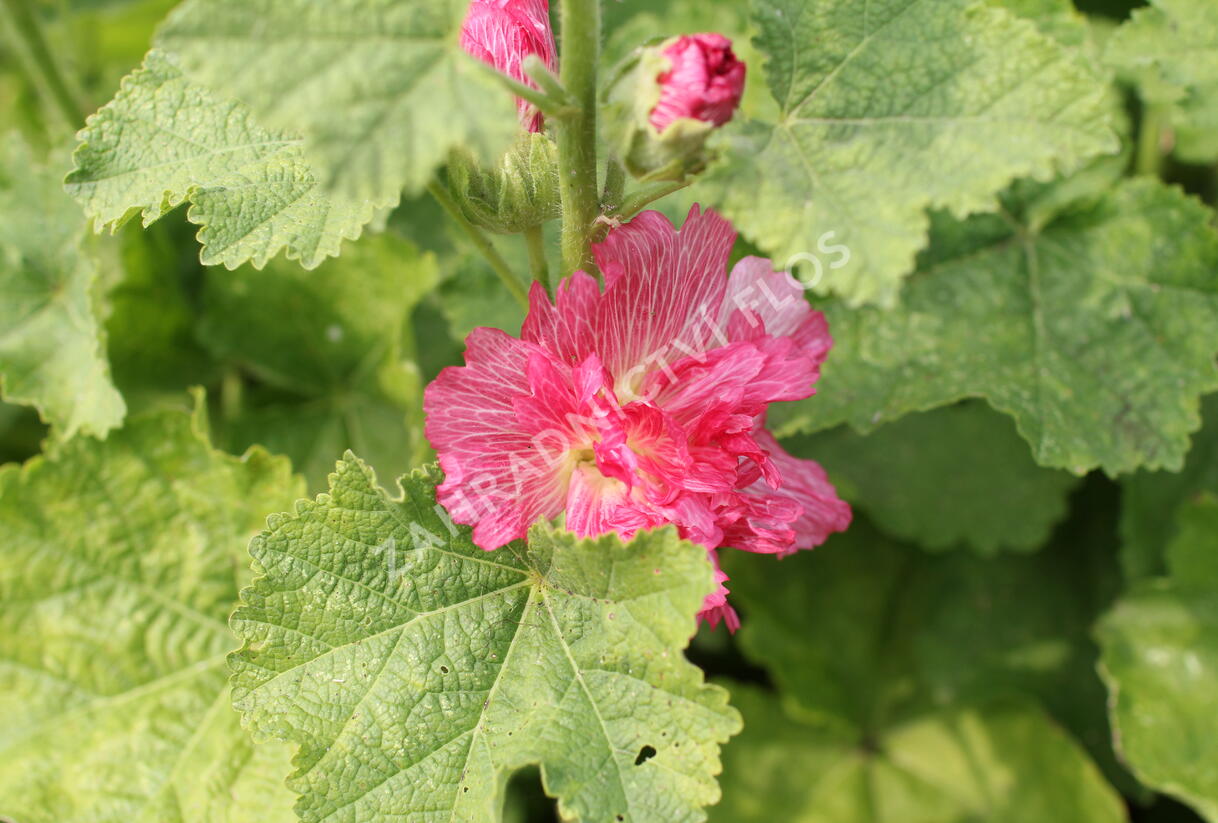 Topolovka růžová 'Ariella Rose' - Alcea rosea 'Ariella Rose'