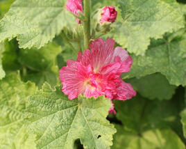Topolovka růžová 'Ariella Rose'