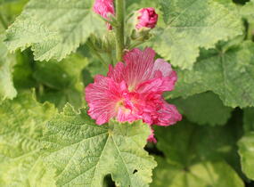 Topolovka růžová 'Ariella Rose' - Alcea rosea 'Ariella Rose'