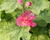 Topolovka růžová 'Ariella Rose'