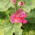 Alcea rosea 'Ariella Rose'.JPG