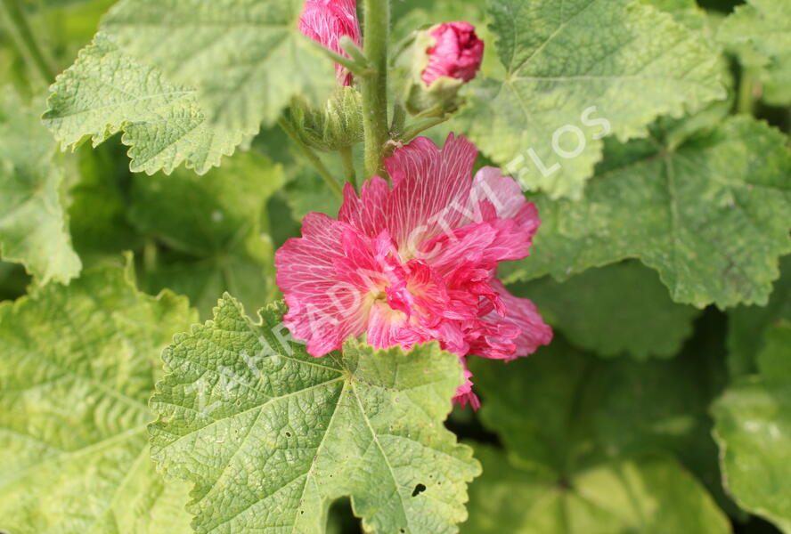 Topolovka růžová 'Ariella Rose' - Alcea rosea 'Ariella Rose'