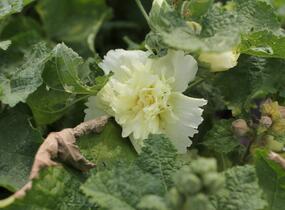 Topolovka růžová 'Ariella Yellow' - Alcea rosea 'Ariella Yellow'