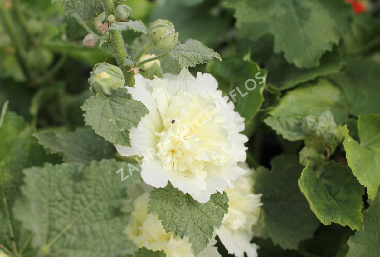 Topolovka růžová 'Ariella Yellow' - Alcea rosea 'Ariella Yellow'