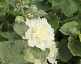 Topolovka růžová 'Ariella Yellow'