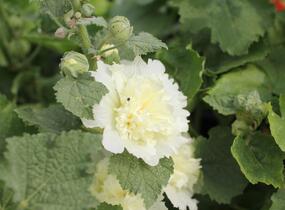Topolovka růžová 'Ariella Yellow' - Alcea rosea 'Ariella Yellow'