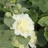 Alcea rosea 'Ariella Yellow'.JPG
