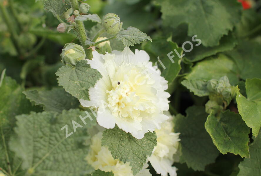 Topolovka růžová 'Ariella Yellow' - Alcea rosea 'Ariella Yellow'