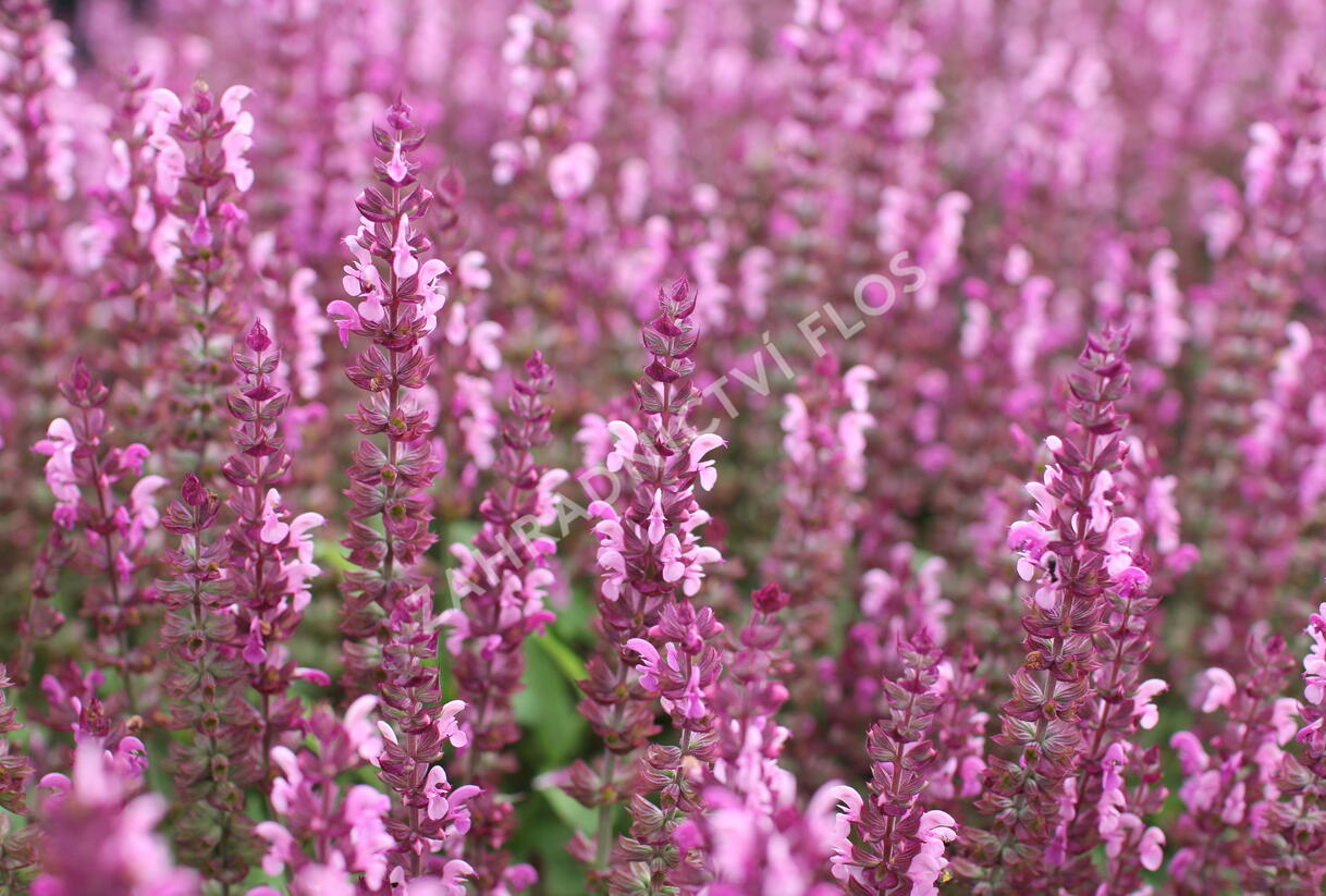 Šalvěj nádherná 'Bordeau Compact Rose' - Salvia superba 'Bordeau Compact Rose'