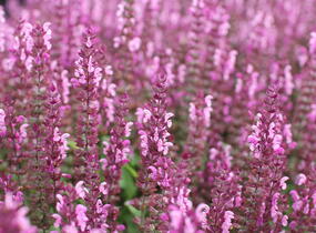 Šalvěj nádherná 'Bordeau Compact Rose' - Salvia superba 'Bordeau Compact Rose'