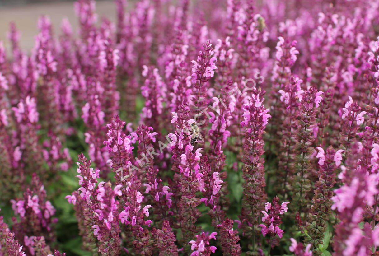 Šalvěj nádherná 'Bordeau Compact Rose' - Salvia superba 'Bordeau Compact Rose'