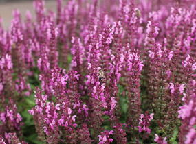 Šalvěj nádherná 'Bordeau Compact Rose' - Salvia superba 'Bordeau Compact Rose'