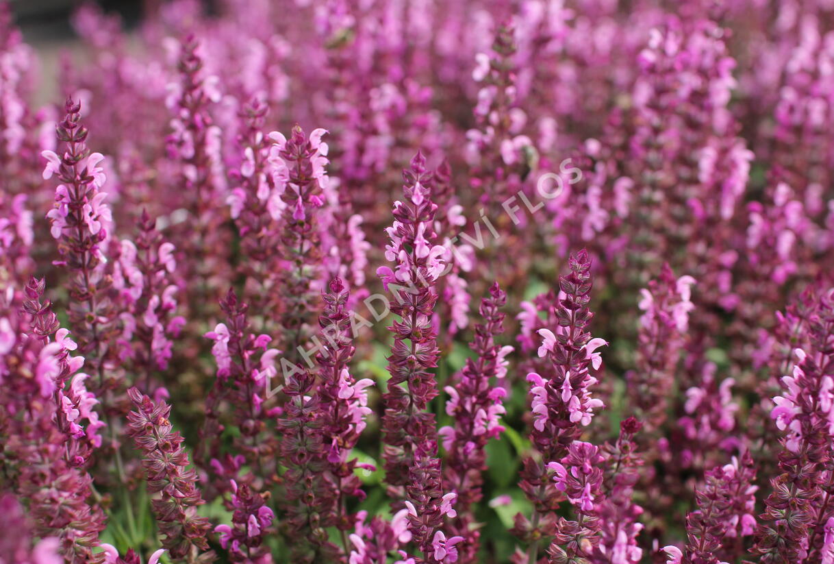 Šalvěj nádherná 'Bordeau Compact Rose' - Salvia superba 'Bordeau Compact Rose'