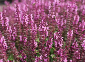 Šalvěj nádherná 'Bordeau Compact Rose' - Salvia superba 'Bordeau Compact Rose'