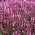 Salvia superba 'Bordeau Compact Rose'.JPG
