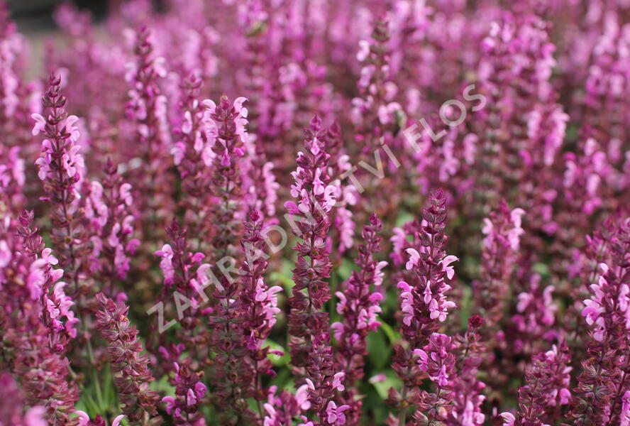Šalvěj nádherná 'Bordeau Compact Rose' - Salvia superba 'Bordeau Compact Rose'